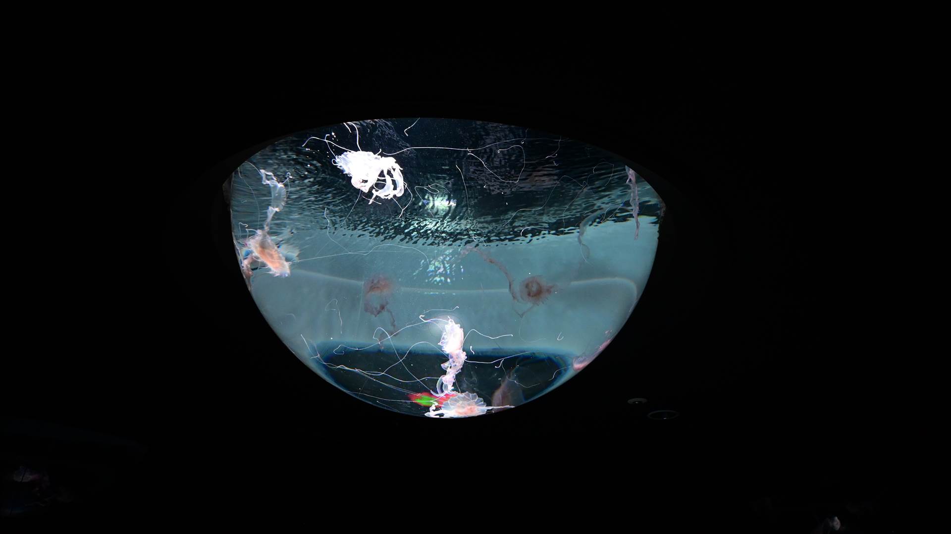 DSC_0254.JPG  by Cantaloupe1