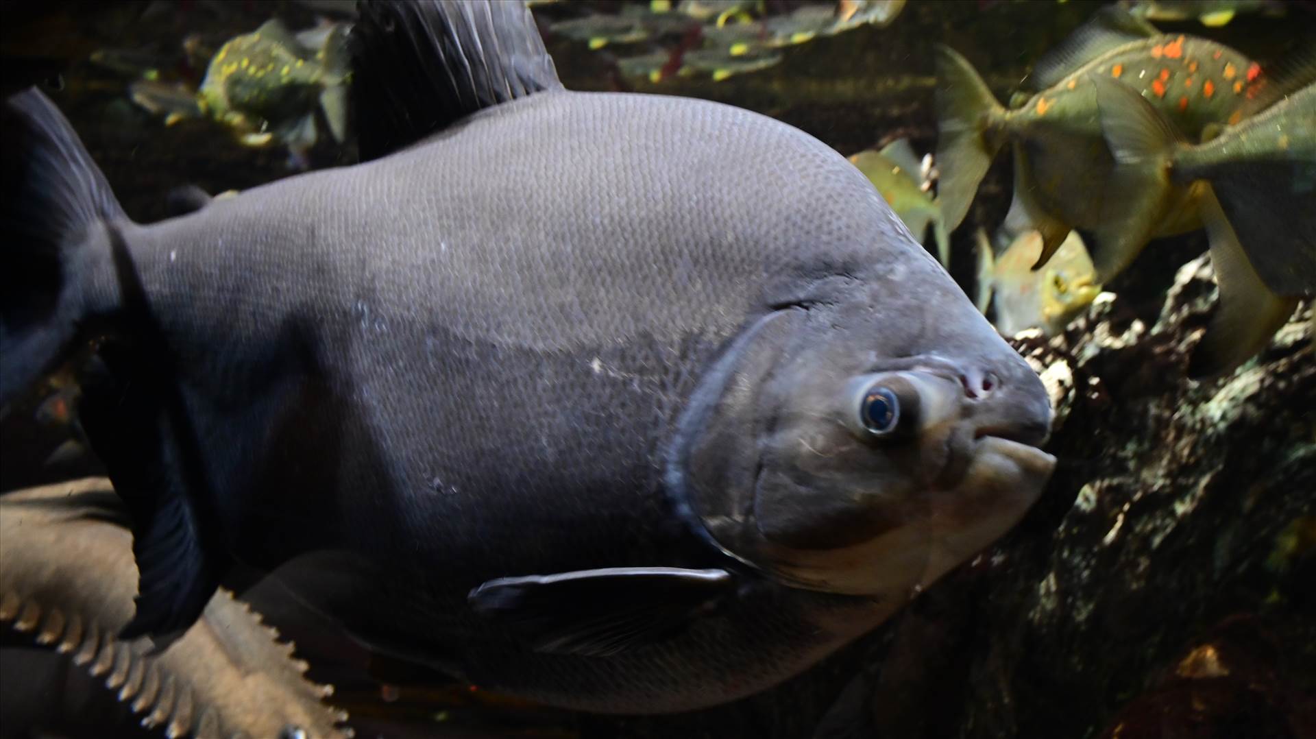 DSC_0290.JPG  by Cantaloupe1