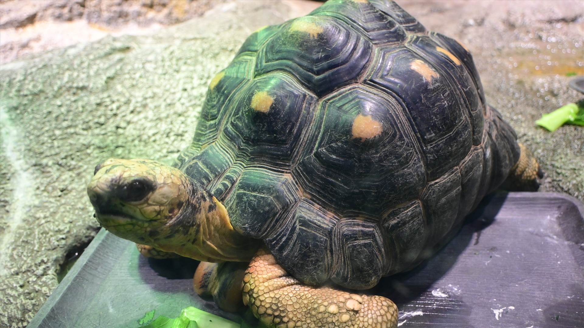 DSC_0377.JPG  by Cantaloupe1