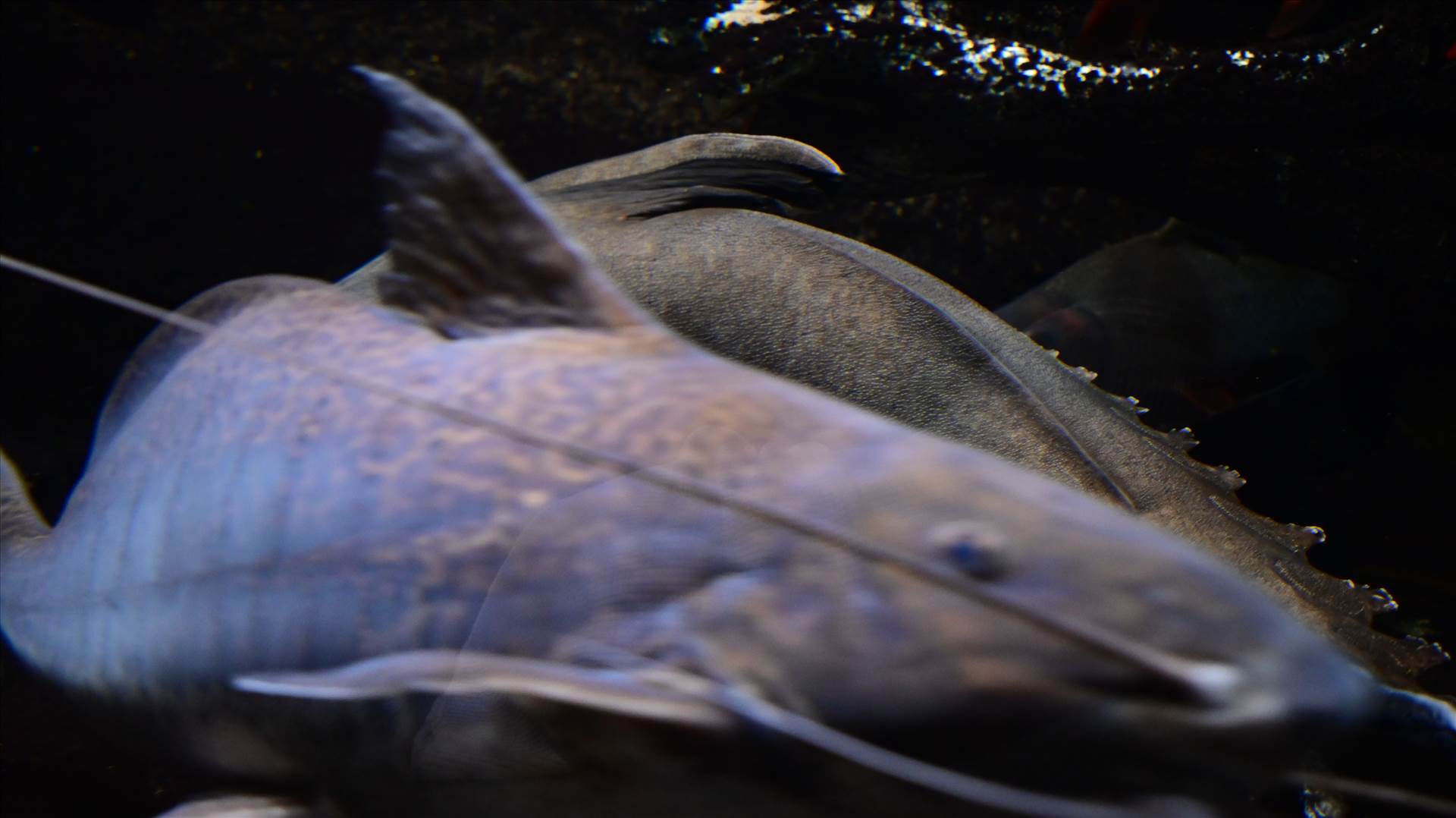 DSC_0286.JPG  by Cantaloupe1