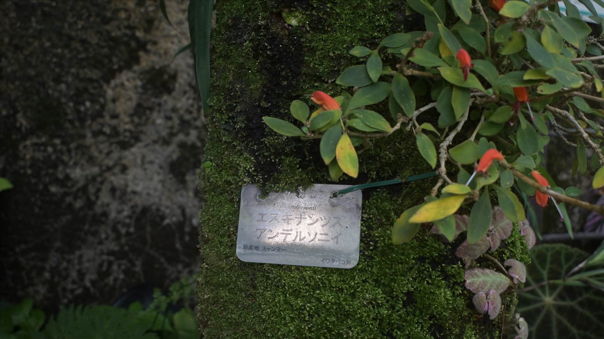 DSC_0693.JPG  by Cantaloupe1