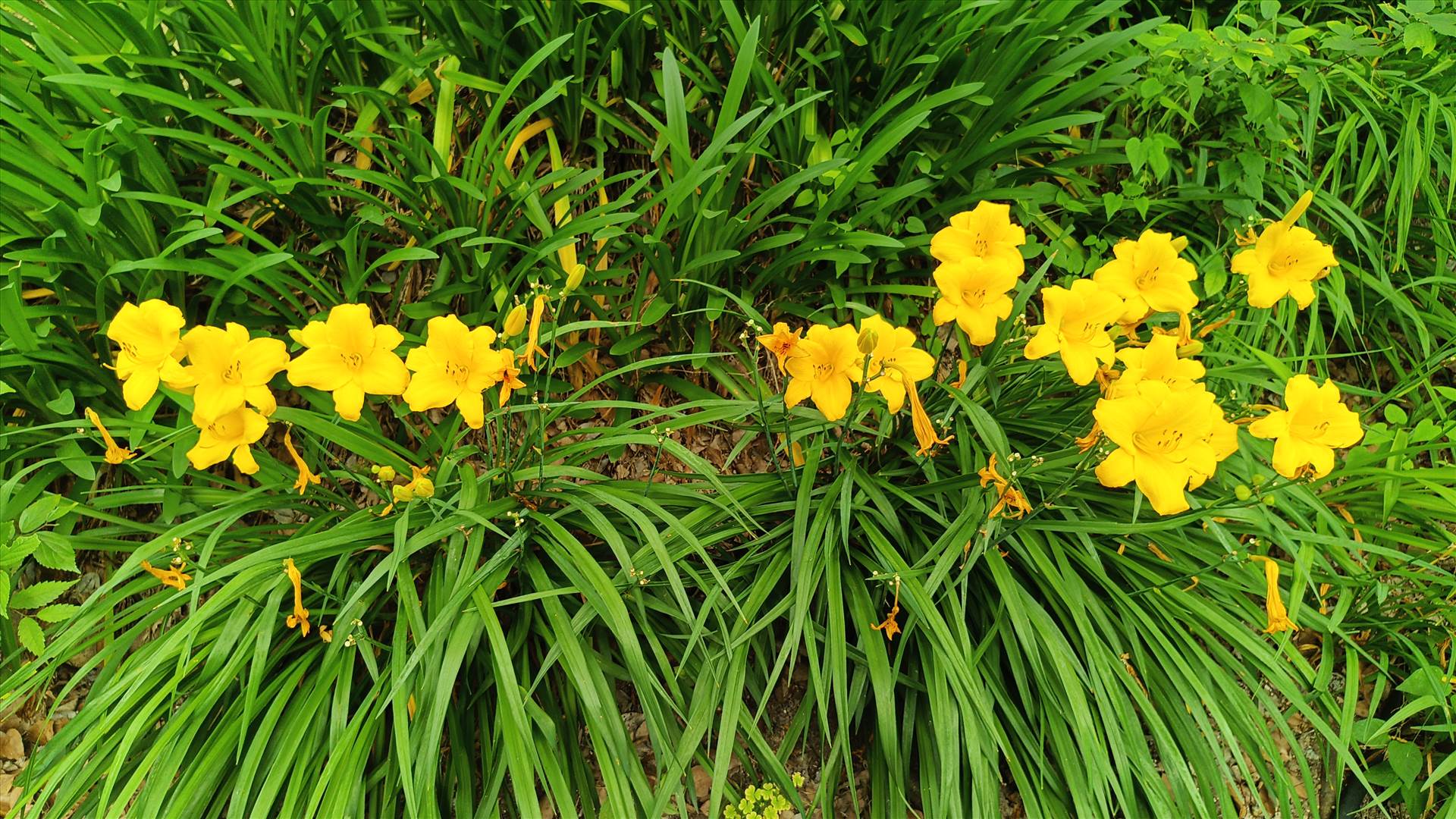 IMG_20250608_120733_390.jpg  by Cantaloupe1