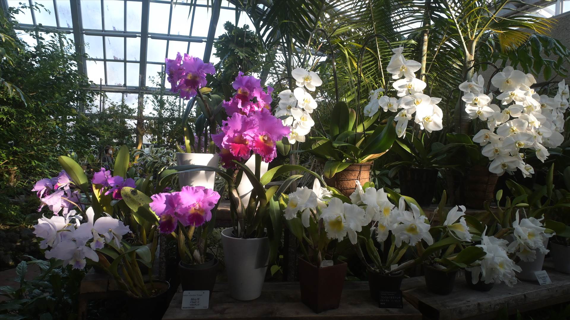 DSC_0746.JPG  by Cantaloupe1