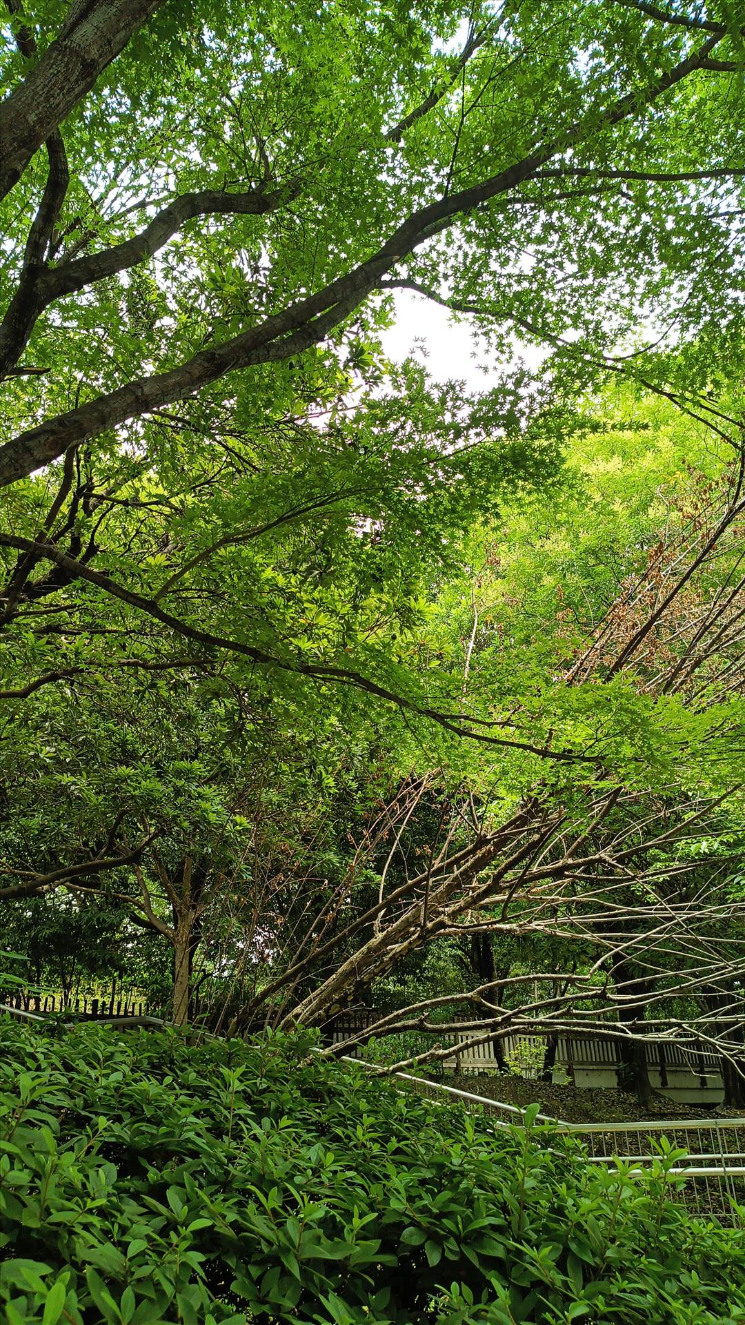 IMG_20250608_120259_076.jpg  by Cantaloupe1