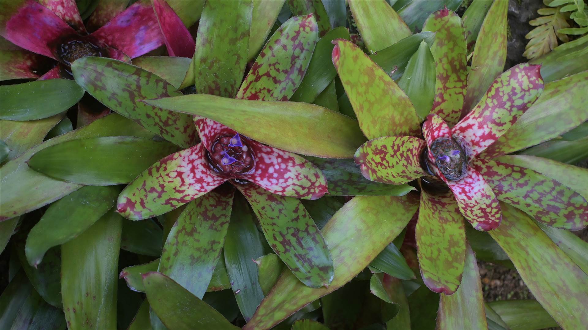 DSC_0737.JPG  by Cantaloupe1