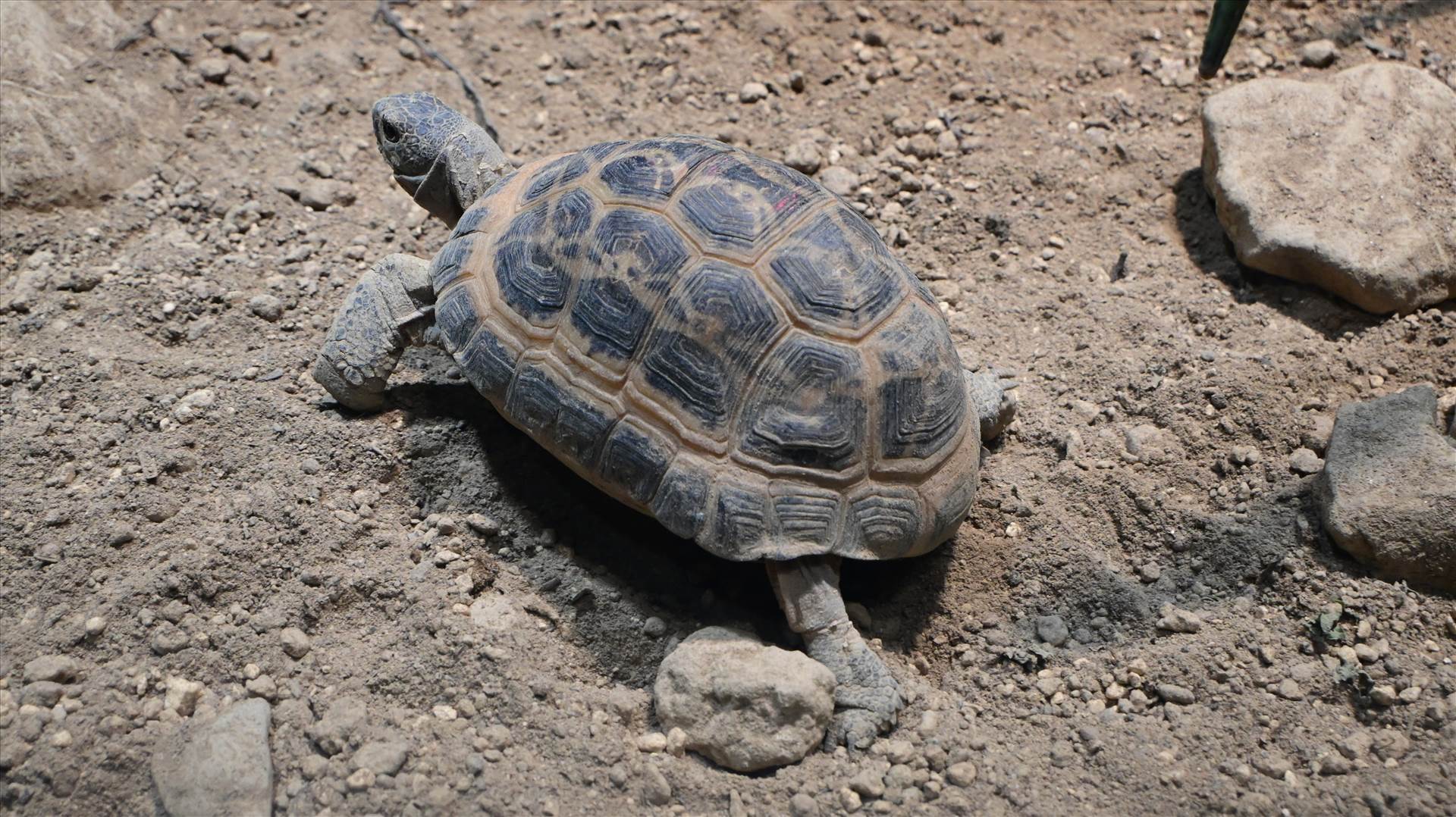 DSC_0382.JPG  by Cantaloupe1