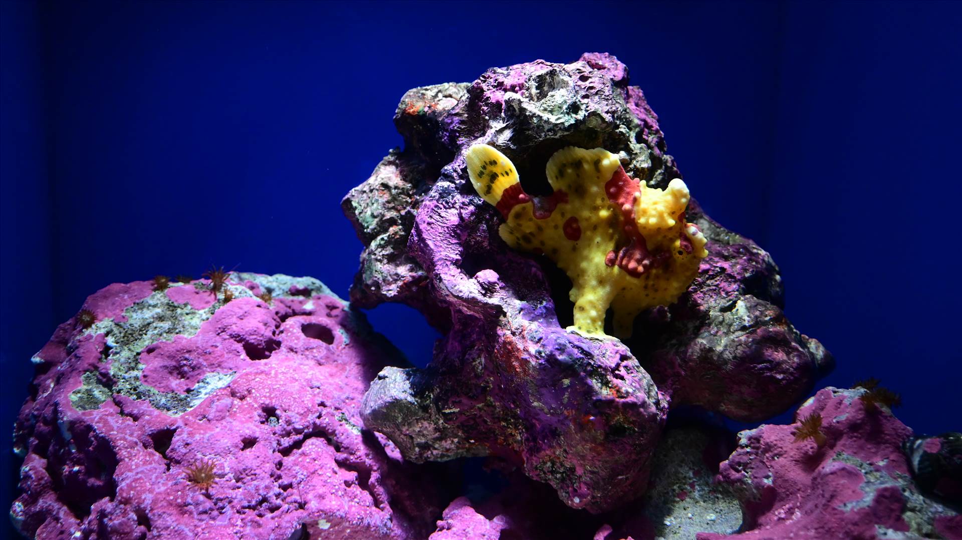 DSC_0201.JPG  by Cantaloupe1