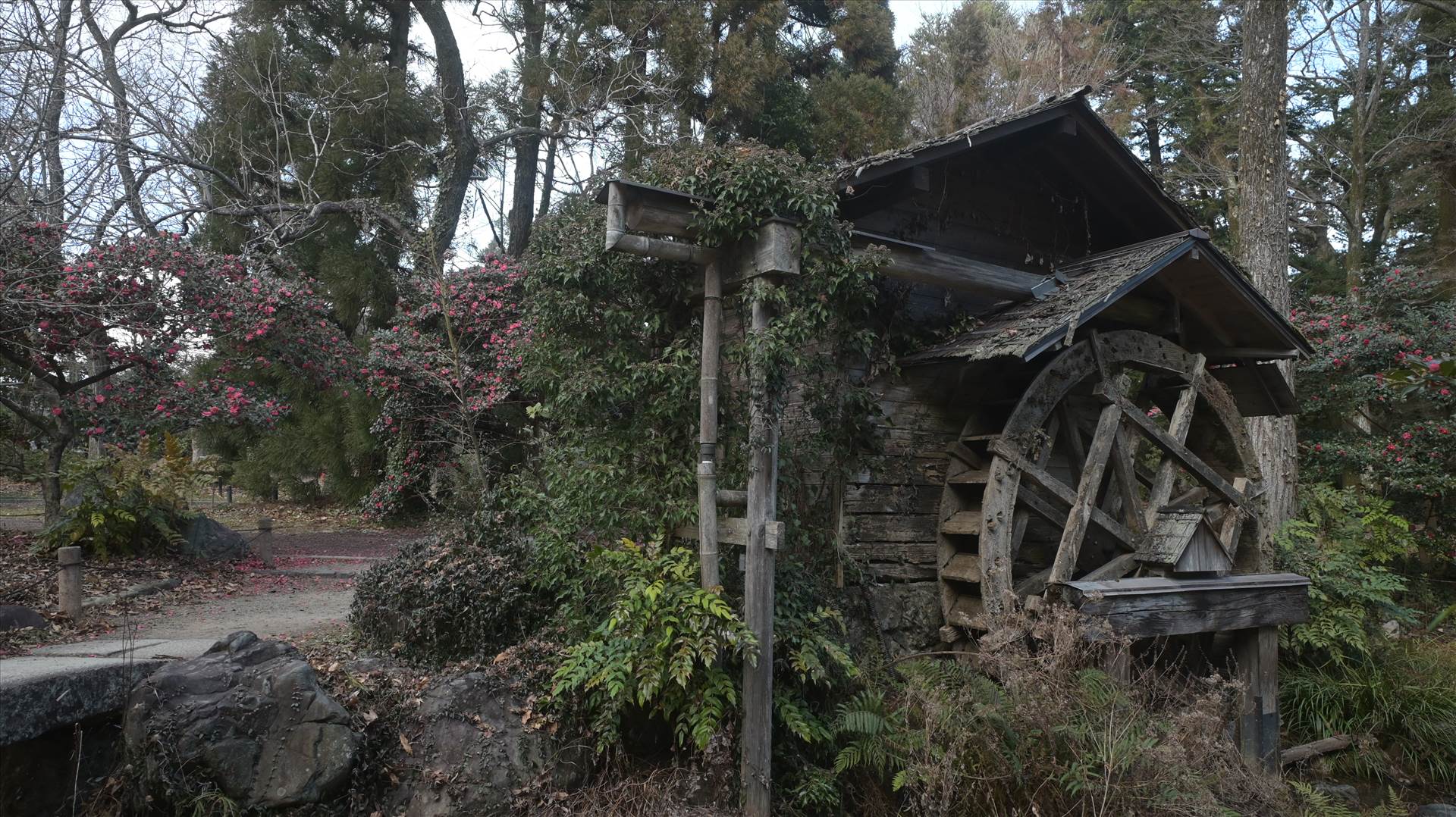 DSC_0767.JPG  by Cantaloupe1