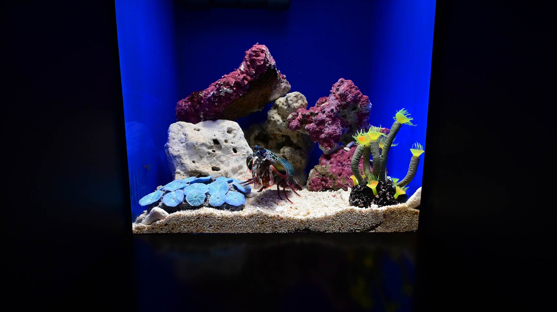 DSC_0204.JPG  by Cantaloupe1