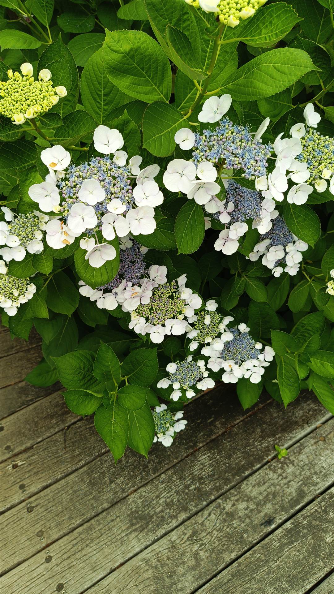 IMG_20250608_121623_134.jpg  by Cantaloupe1