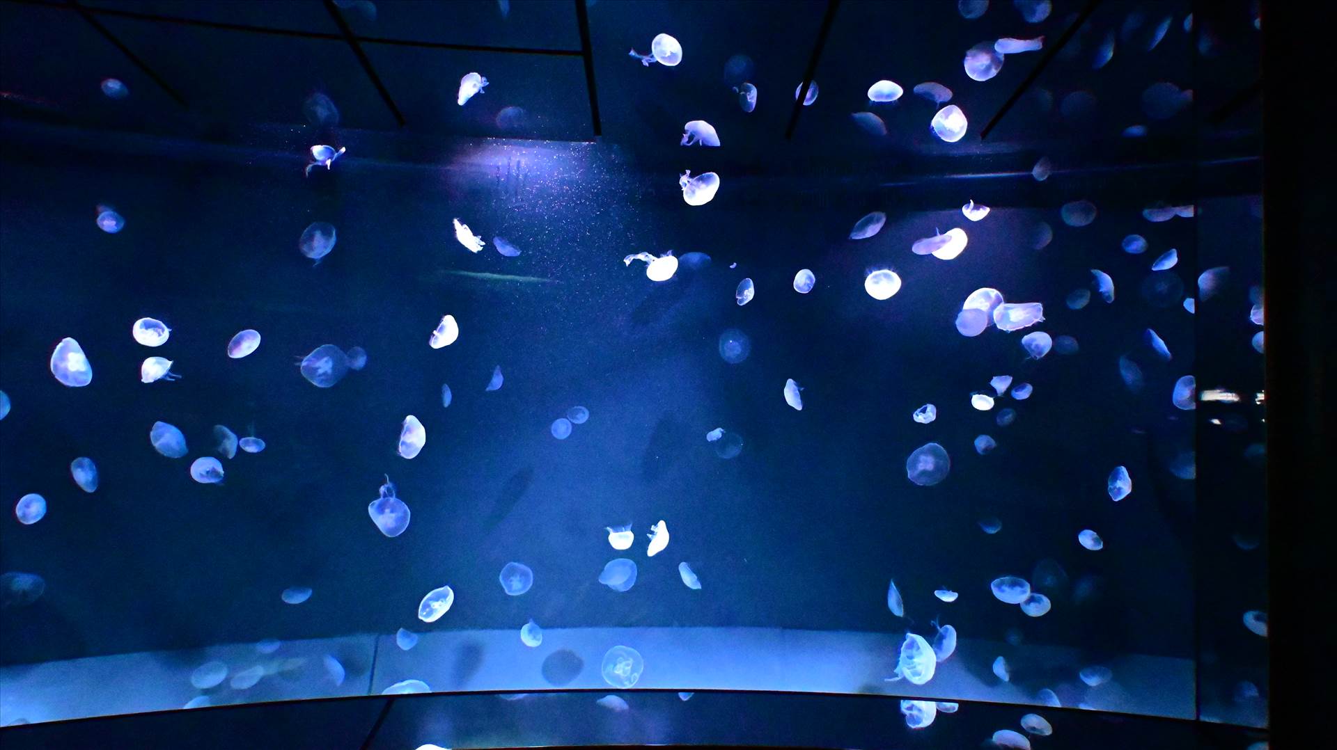 DSC_0239.JPG  by Cantaloupe1