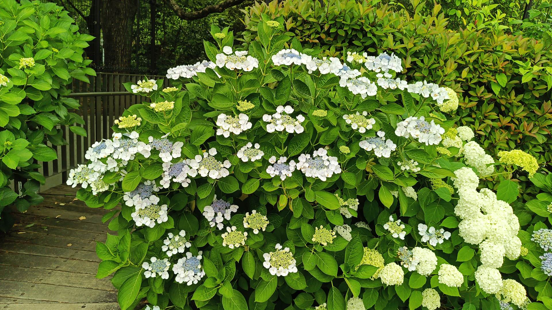 IMG_20250608_121353_532.jpg  by Cantaloupe1