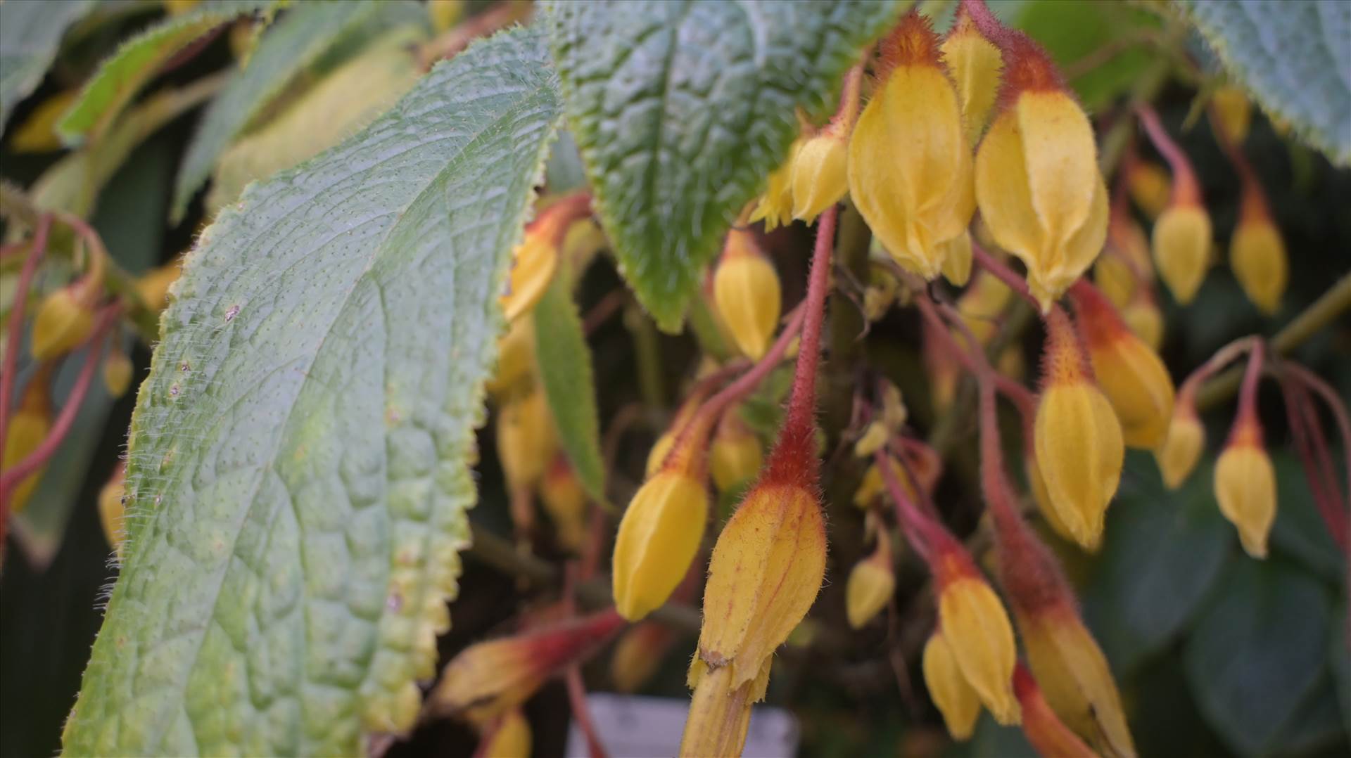 DSC_0692.JPG  by Cantaloupe1