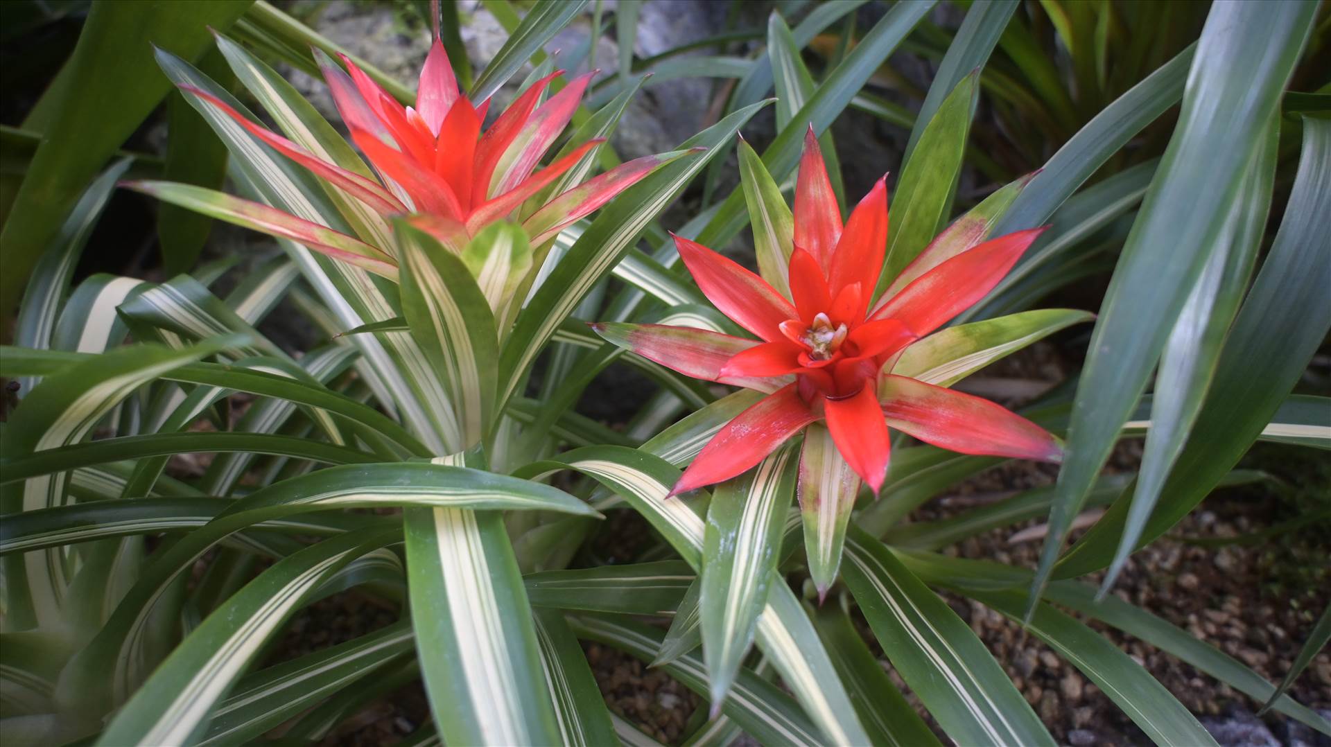 DSC_0729.JPG  by Cantaloupe1