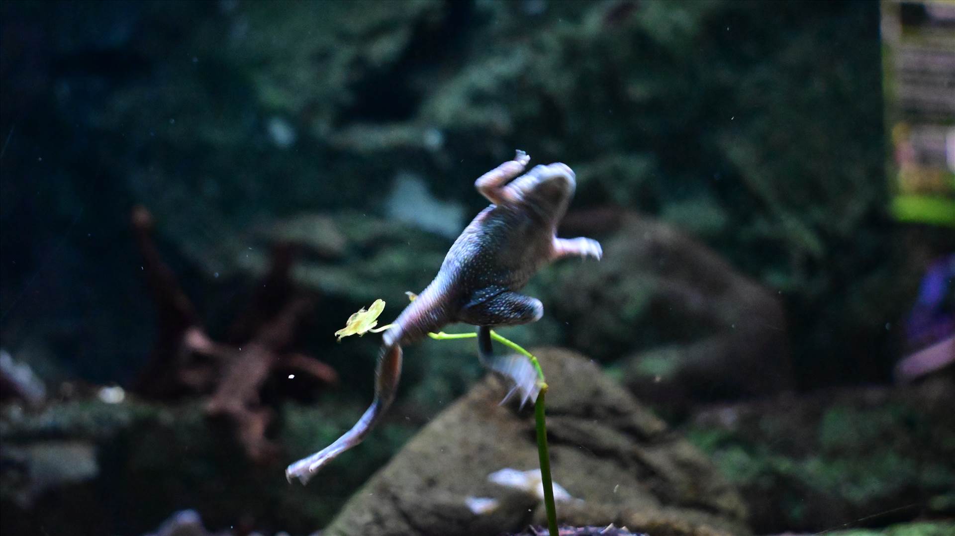 DSC_0329.JPG  by Cantaloupe1