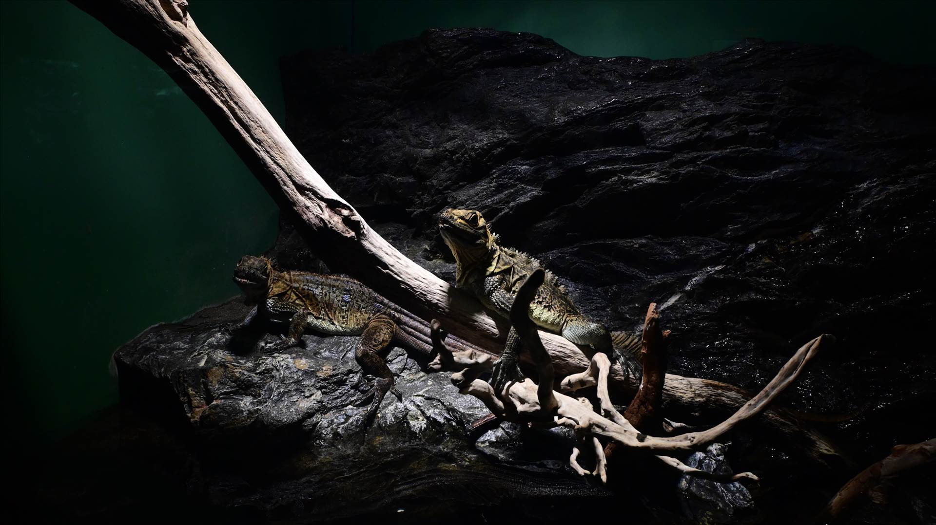 DSC_0368.JPG  by Cantaloupe1