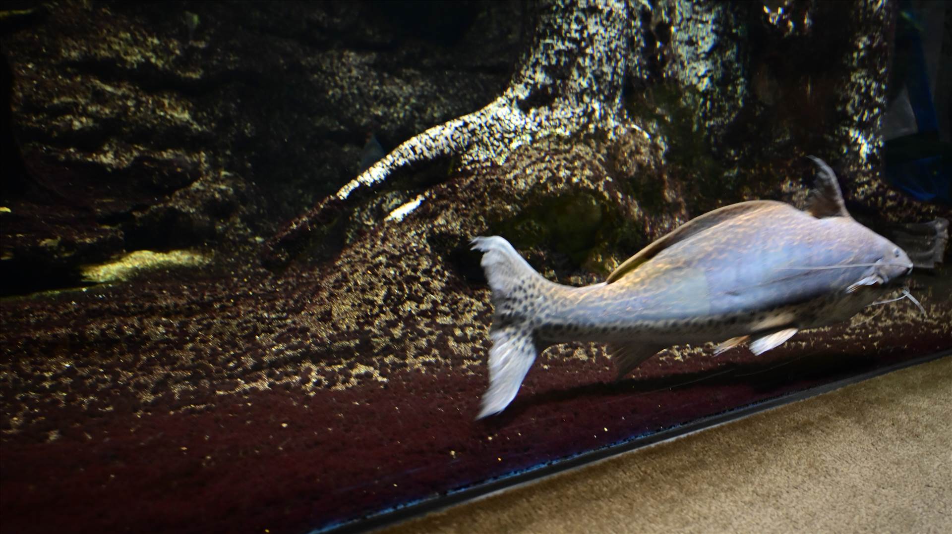 DSC_0287.JPG  by Cantaloupe1