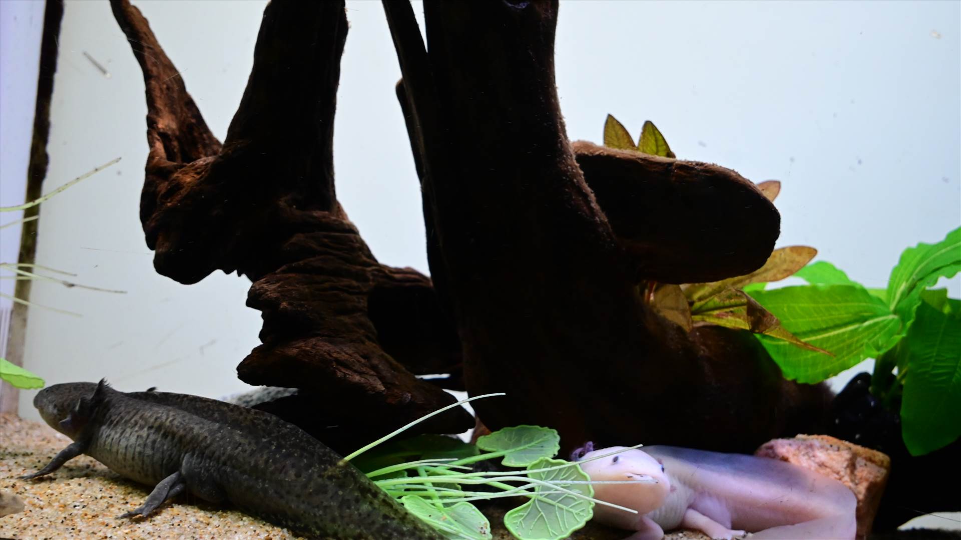 DSC_0338.JPG  by Cantaloupe1