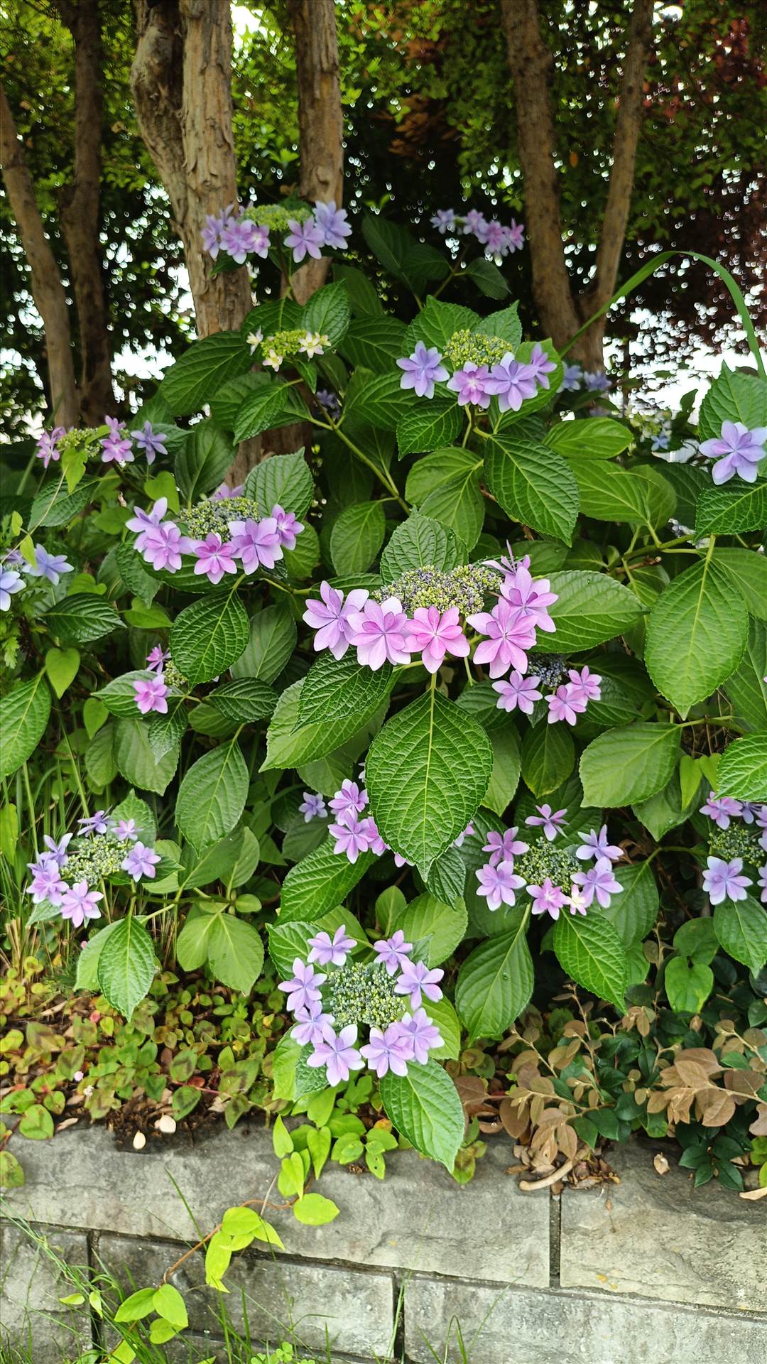 IMG_20250608_121831_831.jpg  by Cantaloupe1