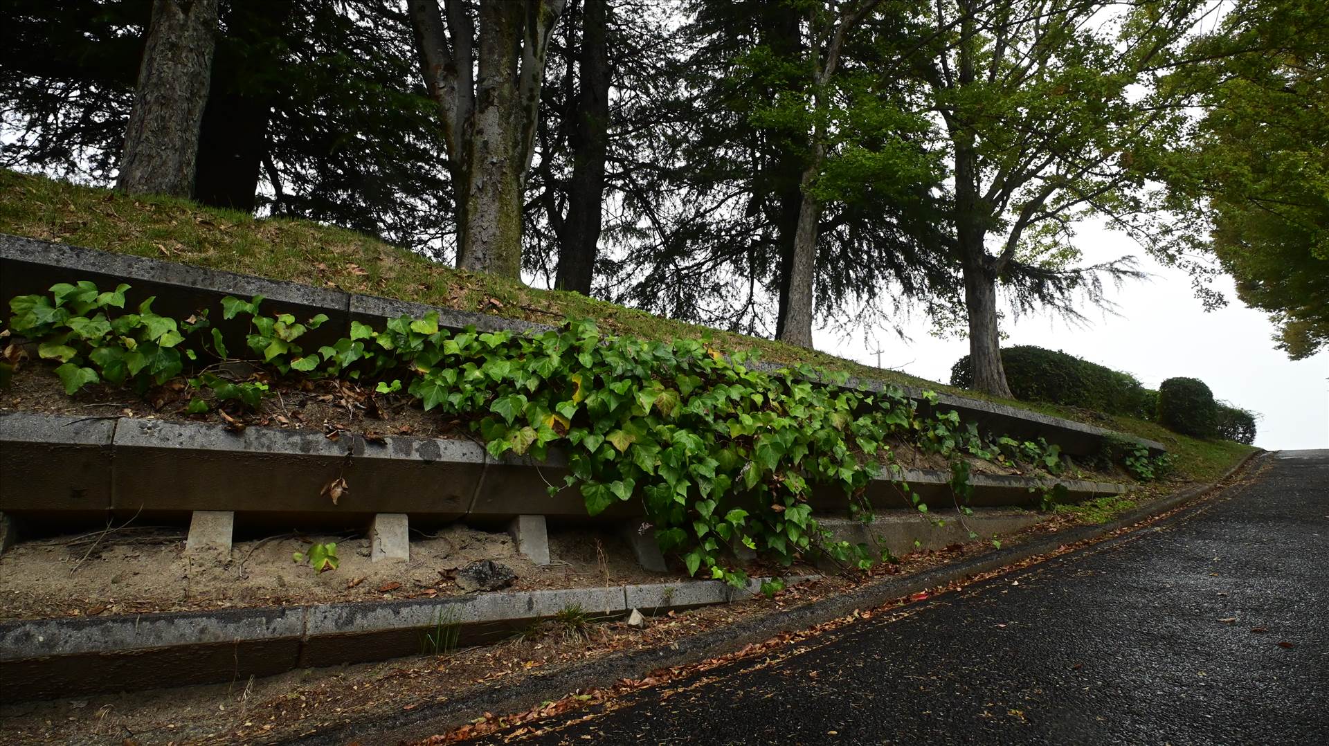 DSC_0567.JPG  by Cantaloupe1