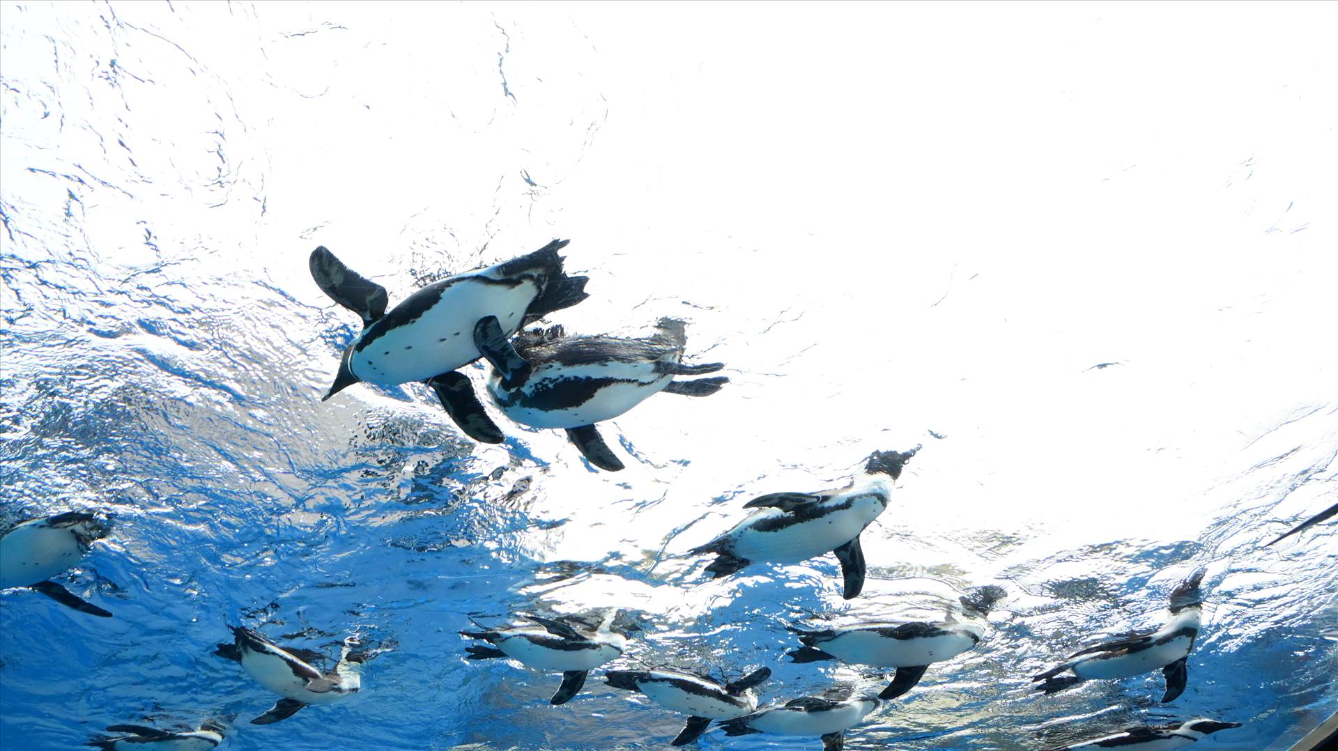 DSC_0471.JPG  by Cantaloupe1