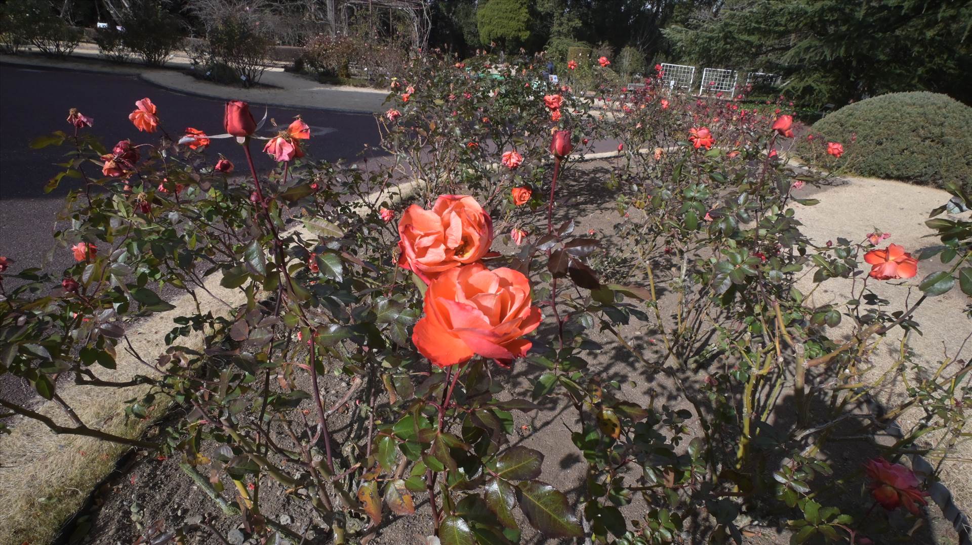 DSC_0630.JPG  by Cantaloupe1