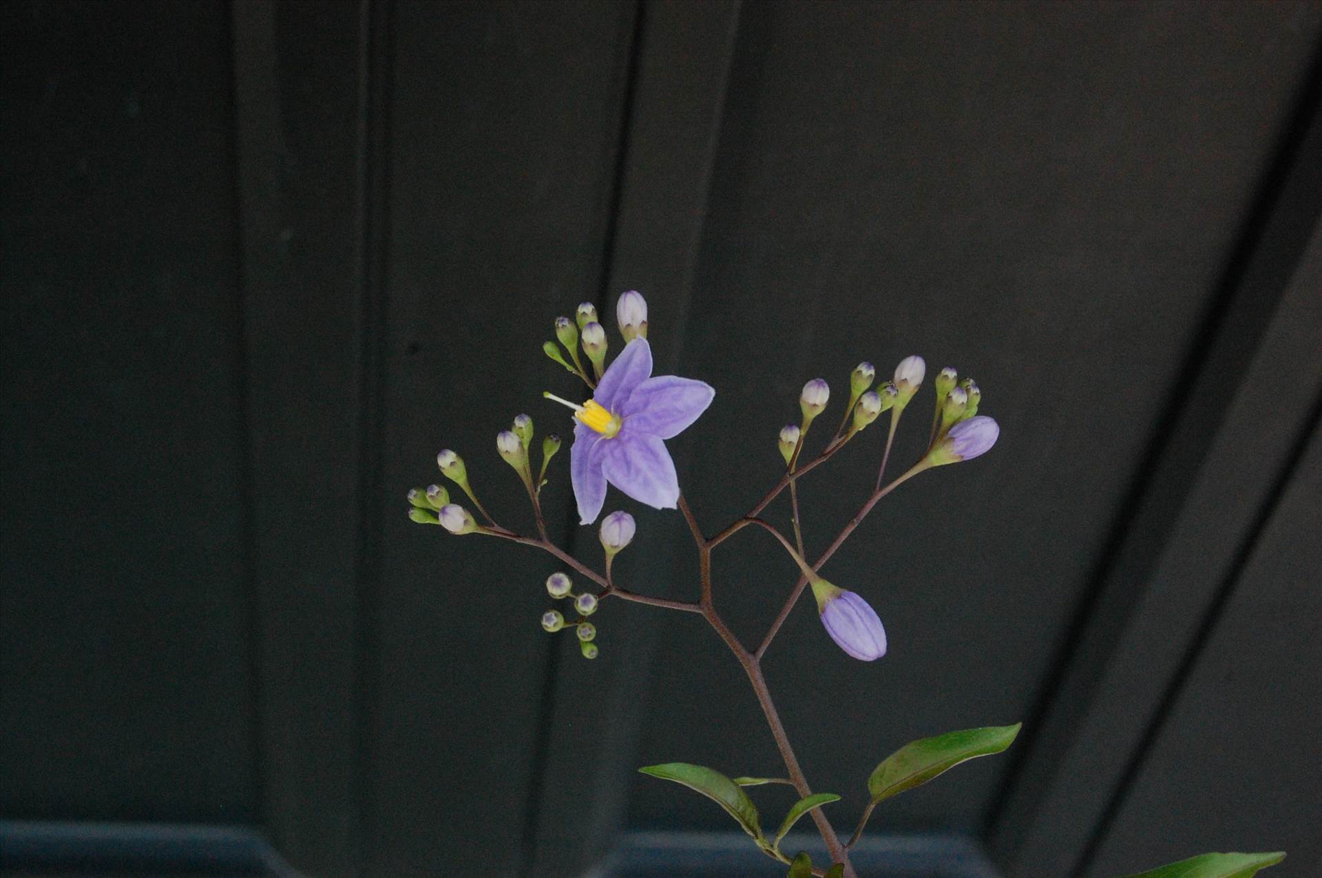 Jasmine nightshade_Solanum jasminoides.jpg  by Cantaloupe1