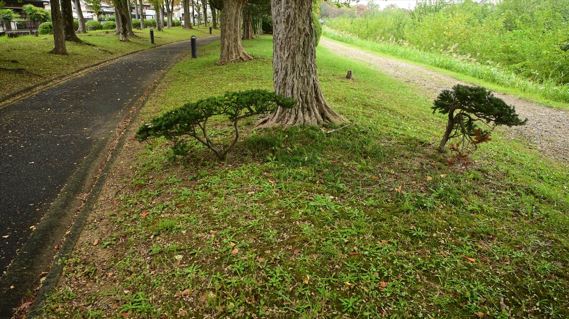 DSC_0565.JPG  by Cantaloupe1