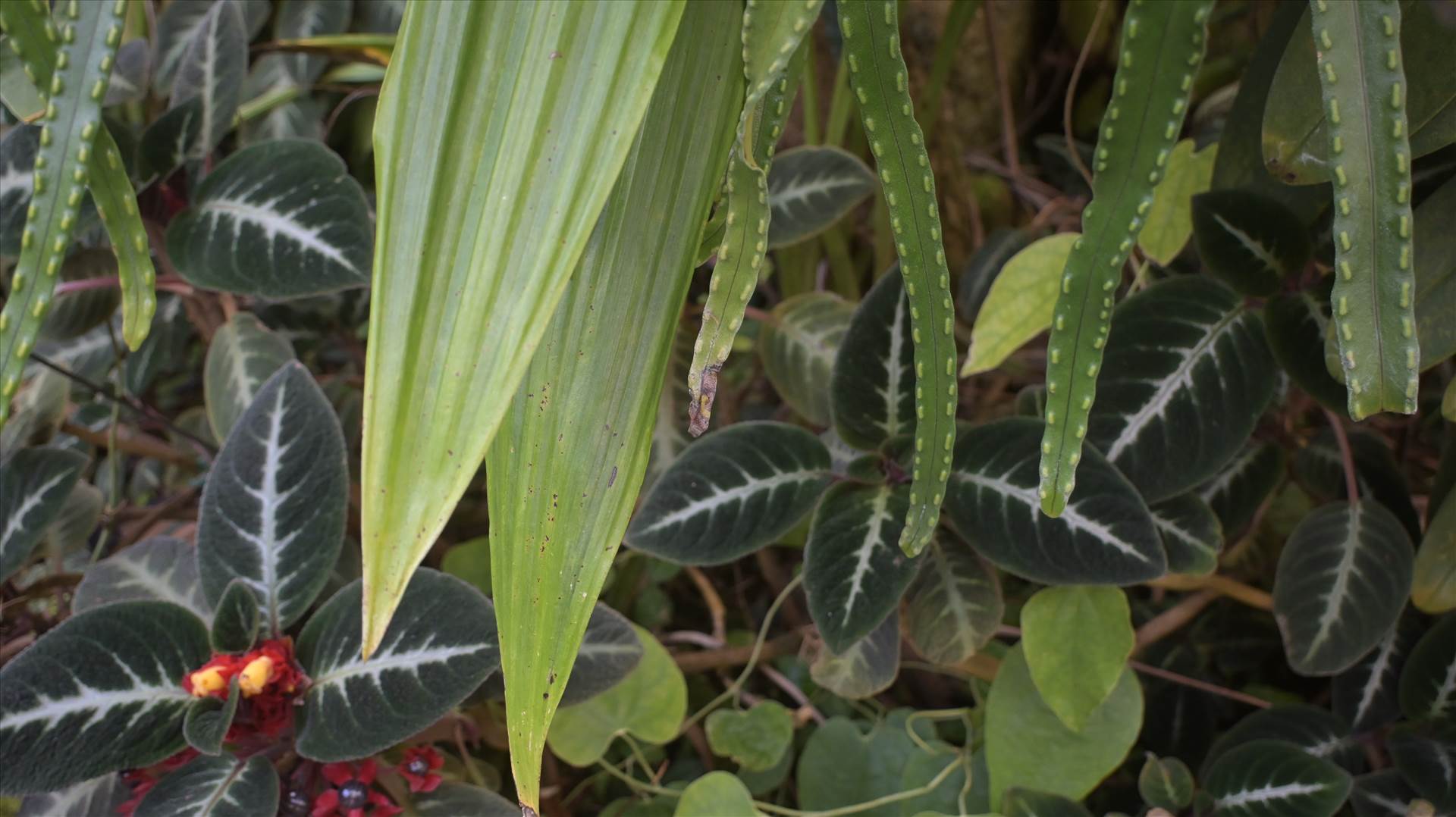 DSC_0699.JPG  by Cantaloupe1