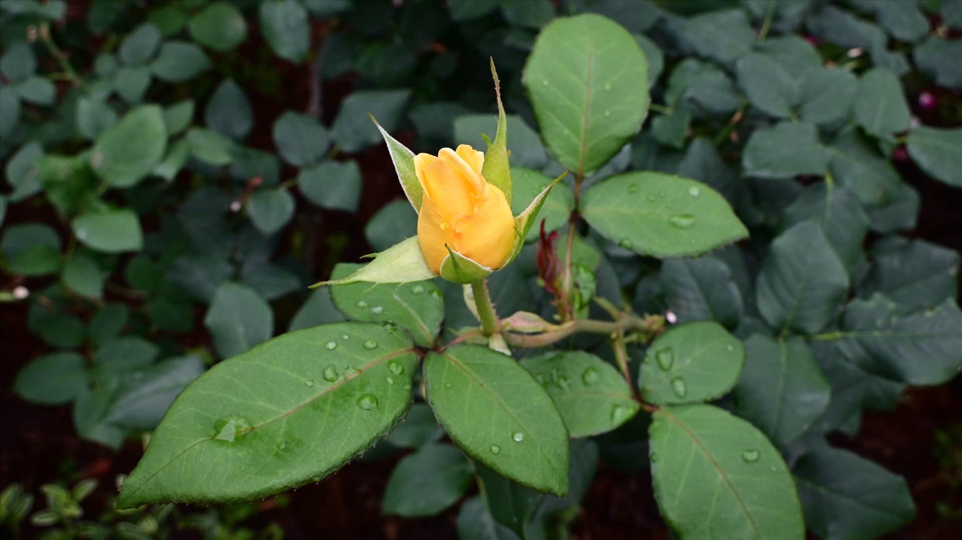 DSC_0144.JPG  by Cantaloupe1