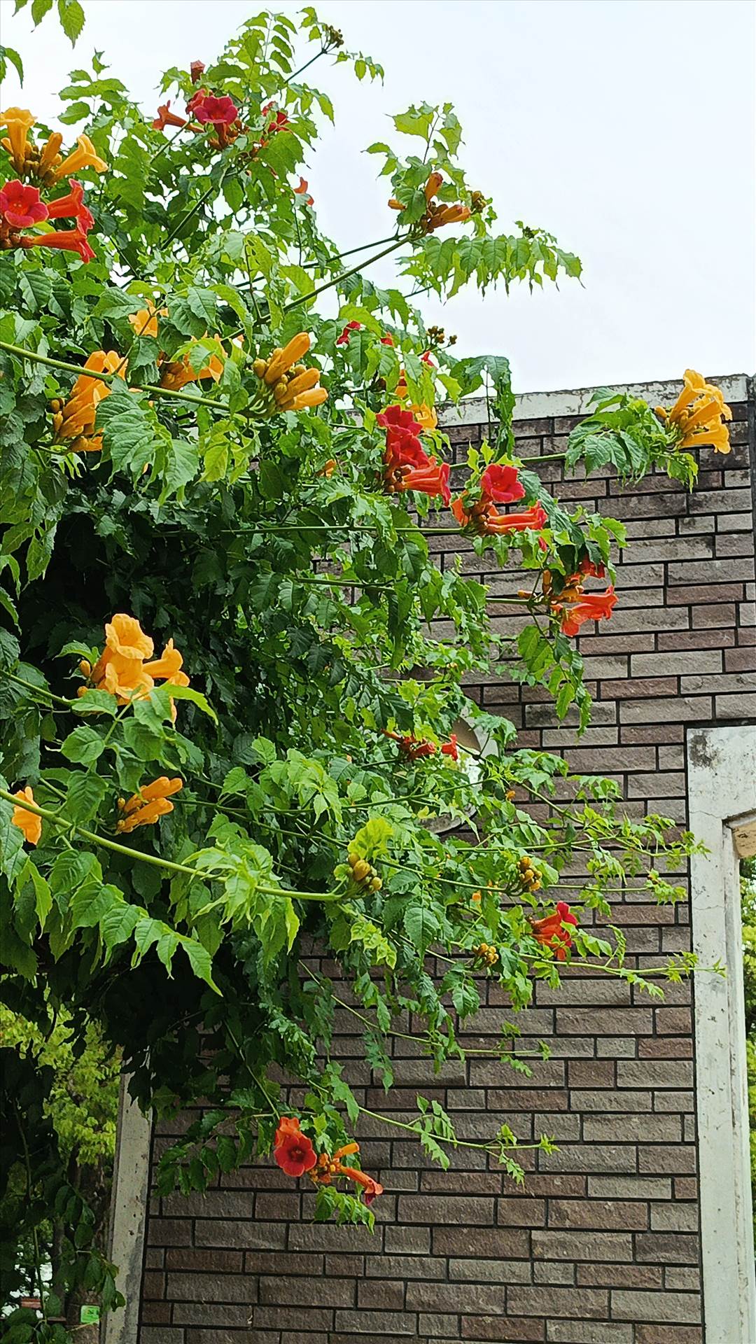 IMG_20250608_115639_599.jpg  by Cantaloupe1