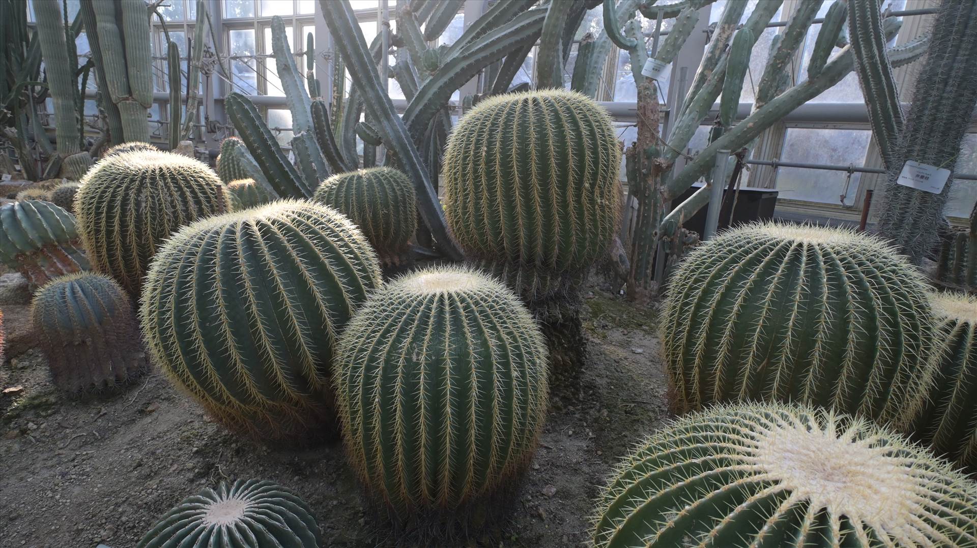 DSC_0717.JPG  by Cantaloupe1