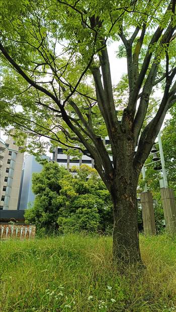 IMG_20250608_115938_625.jpg - 