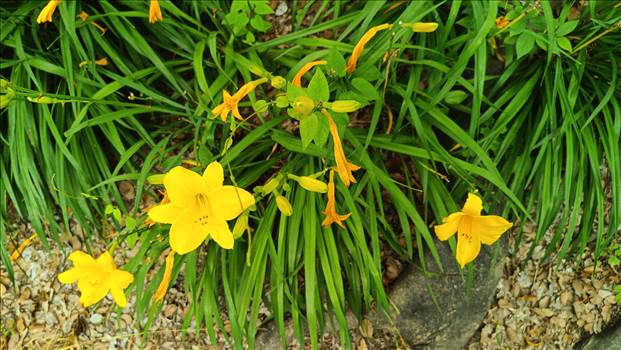 IMG_20250608_120818_351.jpg - 