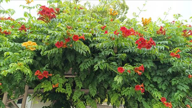 IMG_20250608_115517_277.jpg - 