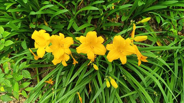 IMG_20250608_120718_072.jpg - 