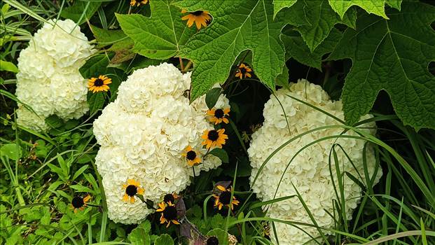 IMG_20250608_121100_882.jpg - 