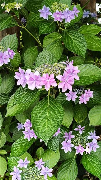 IMG_20250608_121825_962.jpg - 