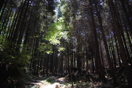 woods_path.JPG by Cantaloupe1