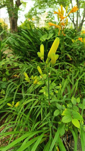 IMG_20250608_120846_028.jpg - 