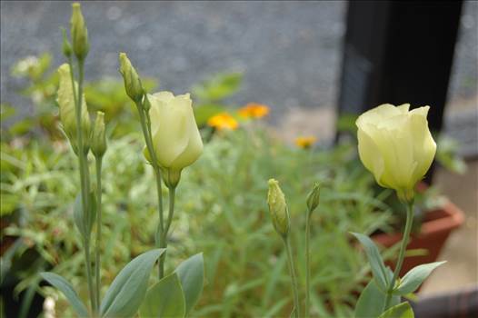 Creamy Yellow Tulips by Cantaloupe1