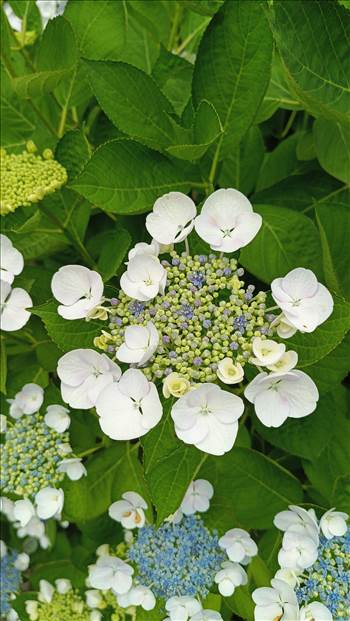 IMG_20250608_121505_000.jpg - 