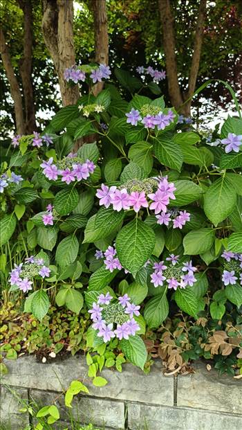 IMG_20250608_121831_831.jpg - 