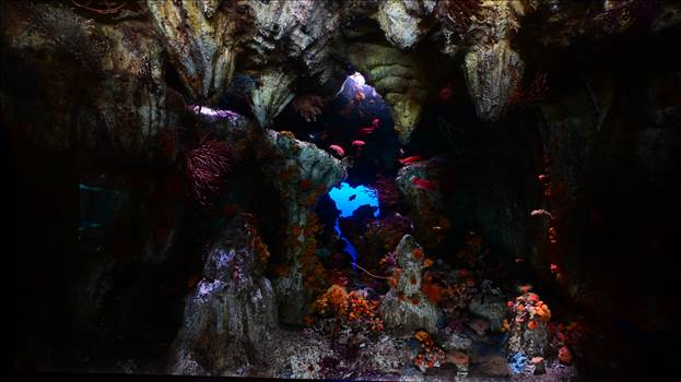 I took these photos at the Ikebukuro Sunshine Aquarium.