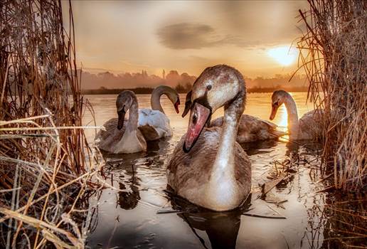 IMG_4917-Swans.jpg by Tim Clay