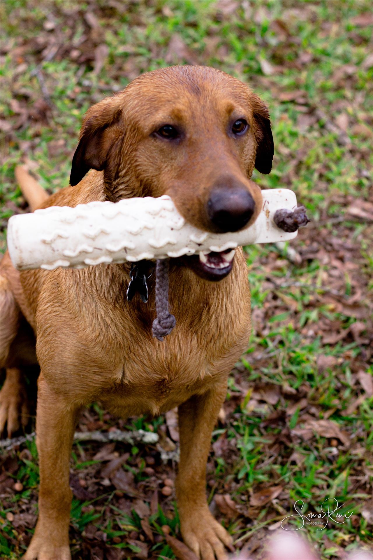 IMG_7893.jpg  by Sonia Rene' Photography