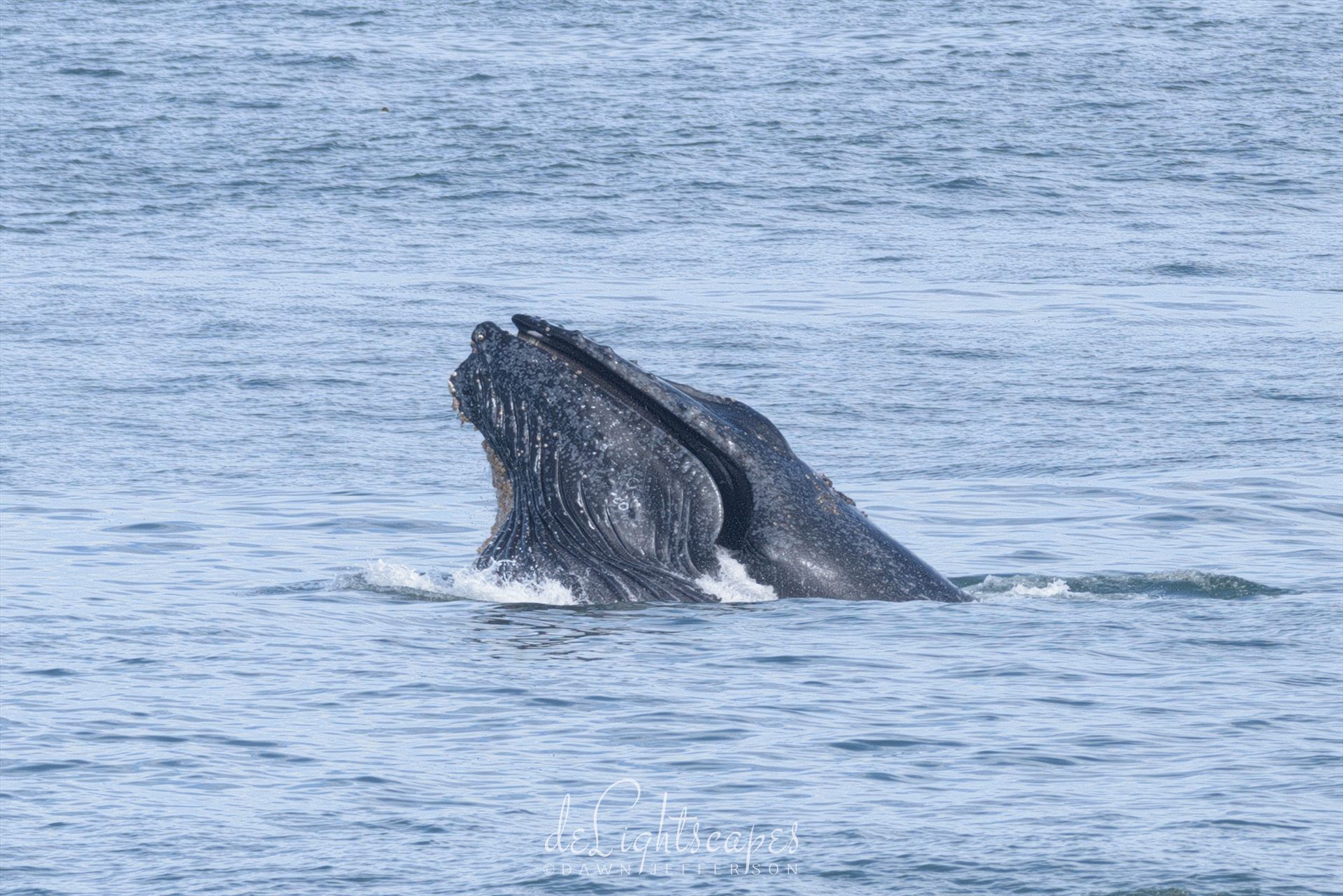 Humpback Whales Lunge Feeding 4  by Dawn Jefferson