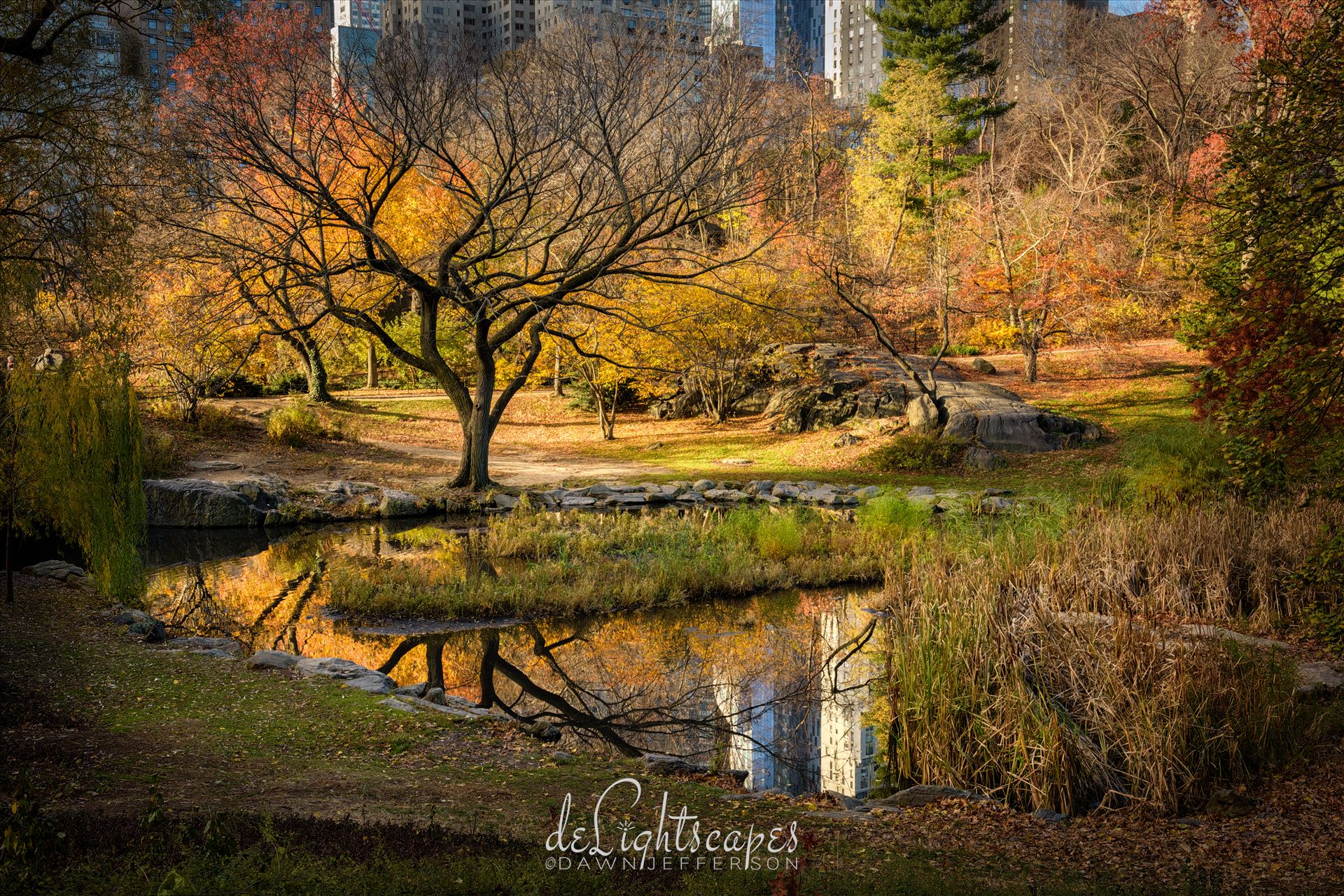 Central Park Autumn Reflections  by Dawn Jefferson