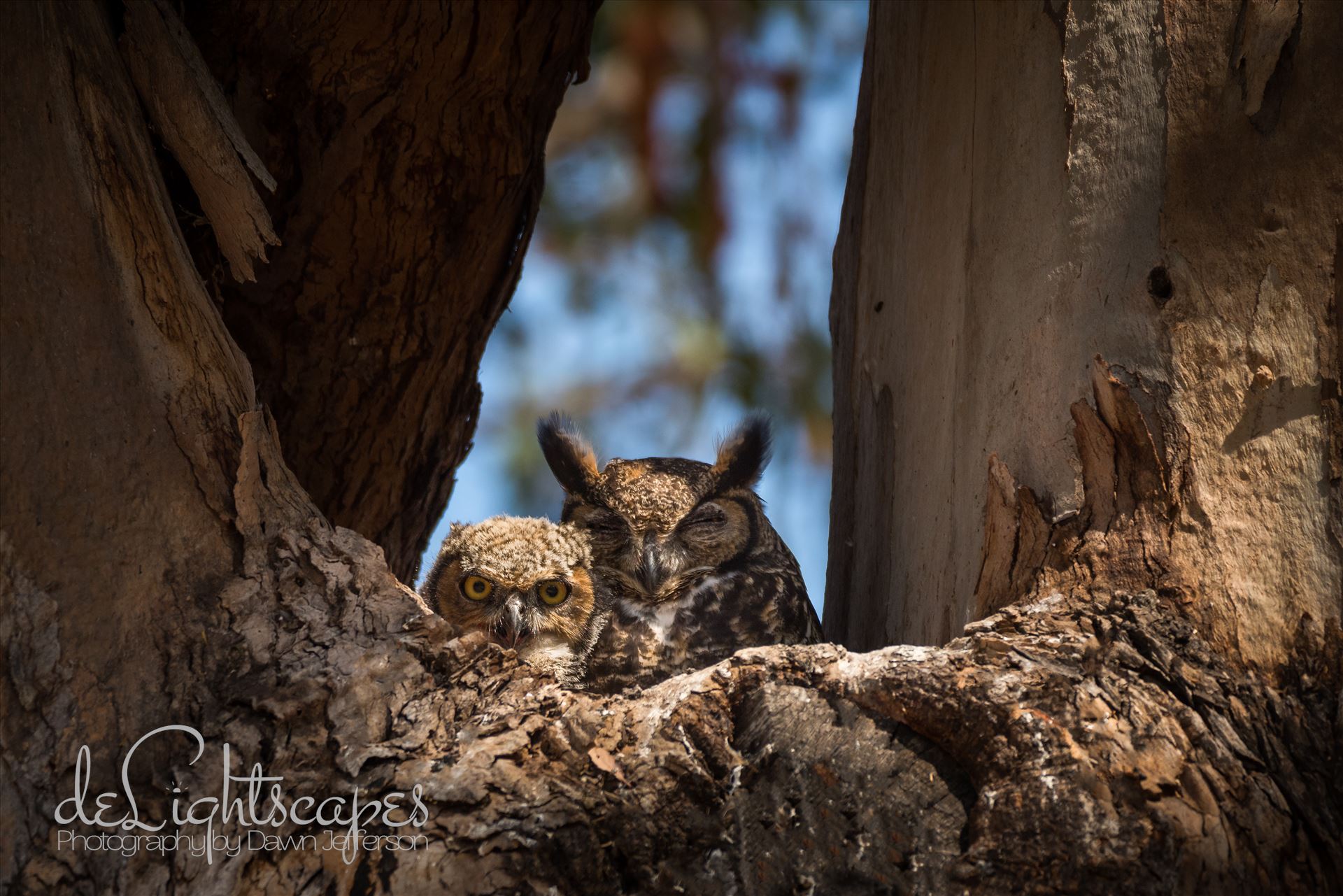 Great Horned Owlet and Napping Mother  by Dawn Jefferson