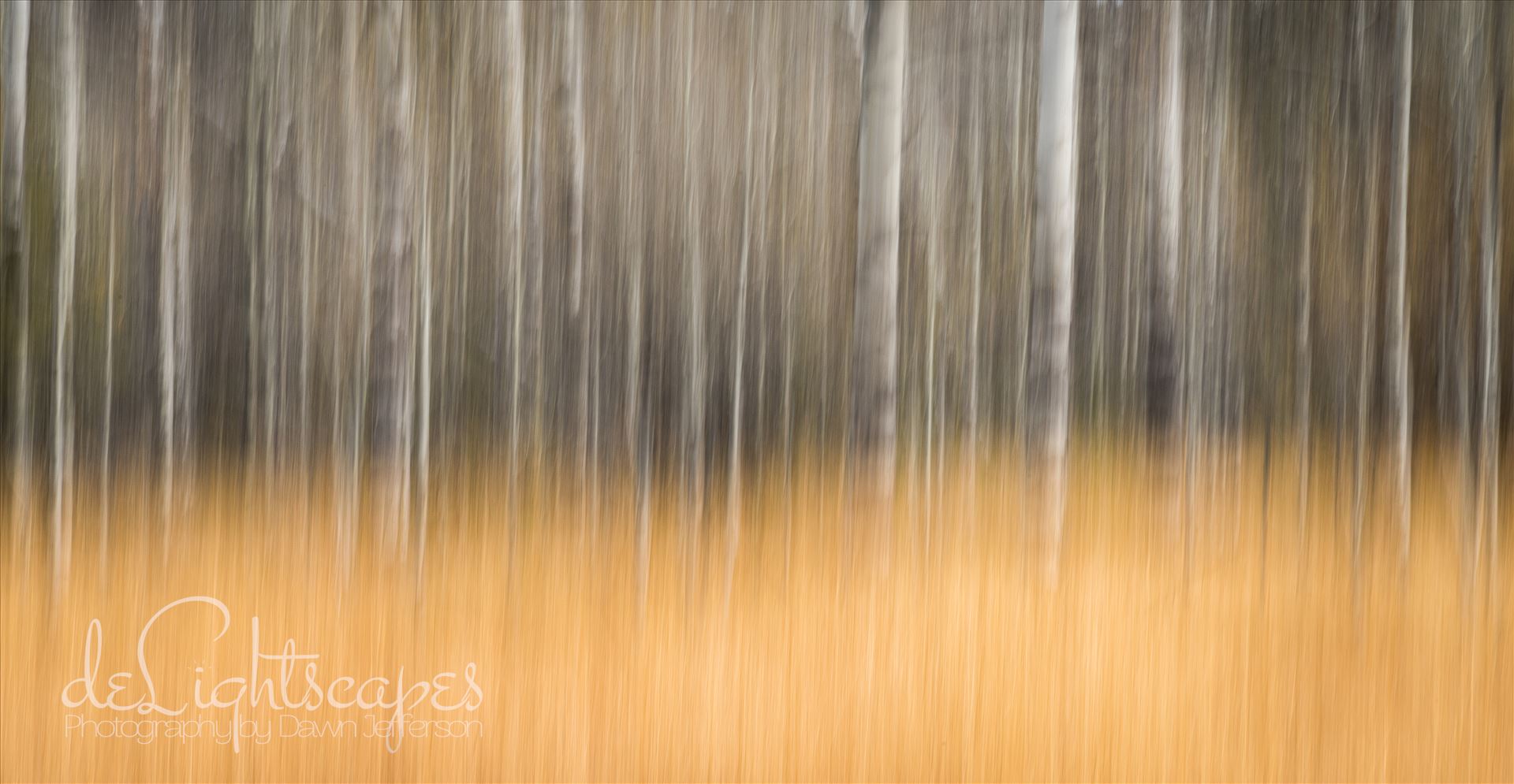 Bare Aspen Intentional Camera Movement (ICM) - purposeful movement of the camera while the shutter is open causing intentional blurring of your subject. This is one of my favorite techniques for making dreamy abstracts. by Dawn Jefferson